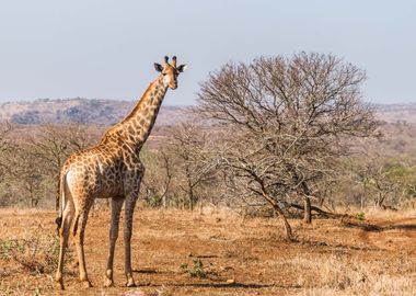 Giraffes Animal Cute