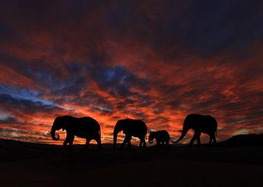 Elephants Animal Sunset 