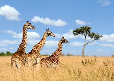 Giraffes Animal Cute