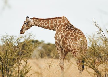 Giraffes Animal Cute