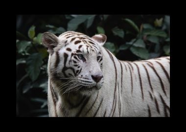 White Tiger