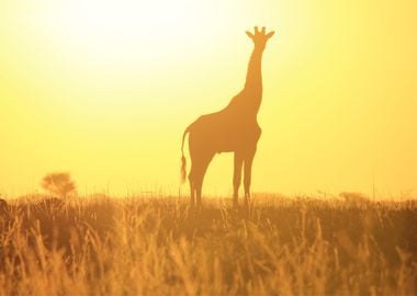 Giraffes Animal Sunset