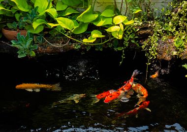 Koi Fish Animal