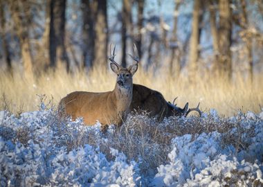 Deer Animal 