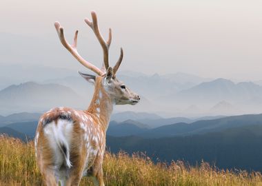 Deer Animal 