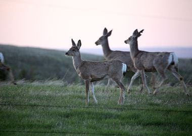 Deer Animal 