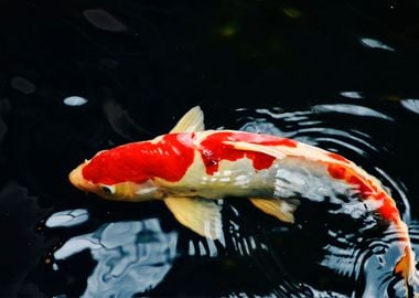 Koi Fish Animal