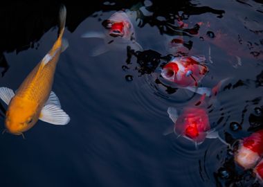 Koi Fish Animal