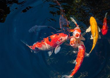 Koi Fish Animal