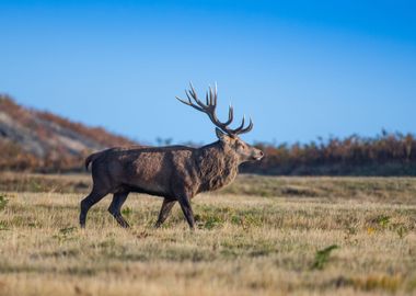 Deer Animal 