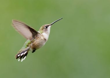 Hummingbird in Flight