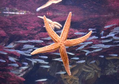 Starfish Close up