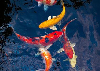 Koi Fish Animal