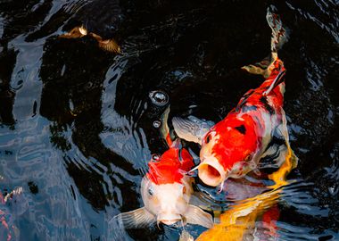 Koi Fish Animal