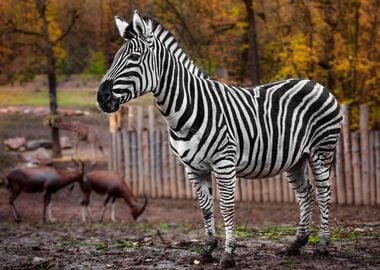 Zebra Animal