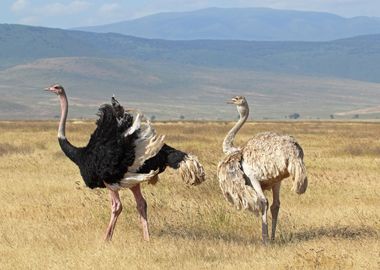 Ostrich Animal