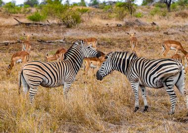 Zebra Animal