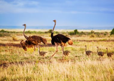 Ostrich Animal