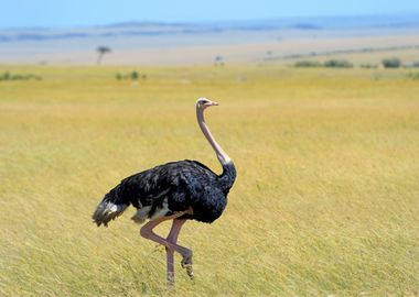 Ostrich Animal