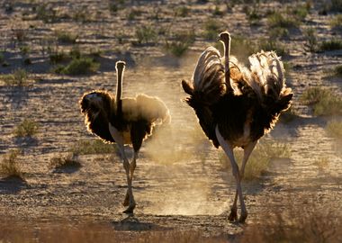 Ostrich Animal