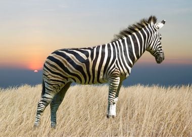 Zebra Animal