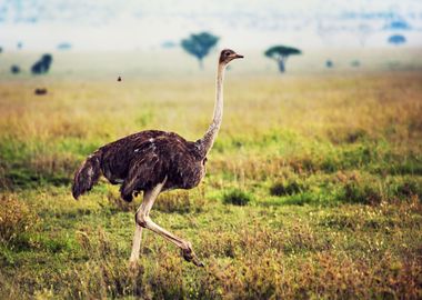 Ostrich Animal