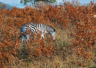 Zebra Animal