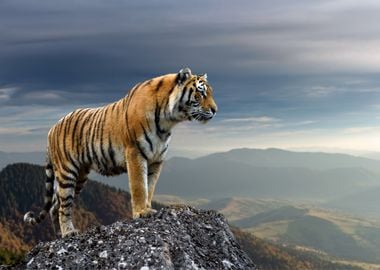 Tiger Animal