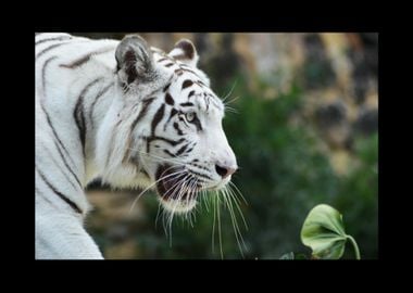 White Tiger