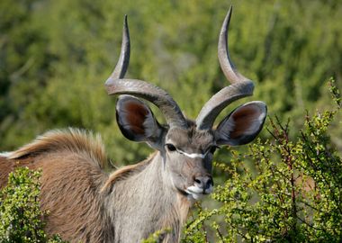 Antelope Animal Cute