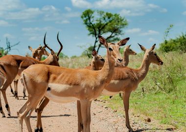 Antelope Animal Cute