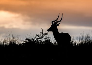 Antelope Animal Cute