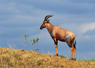 Antelope Animal Cute