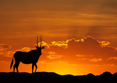 Antelope Animal Cute