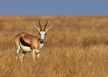 Antelope Animal Cute