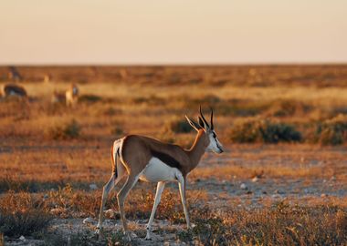 Antelope Animal Cute