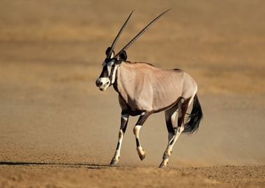 Antelope Animal Cute