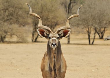 Antelope Animal Cute