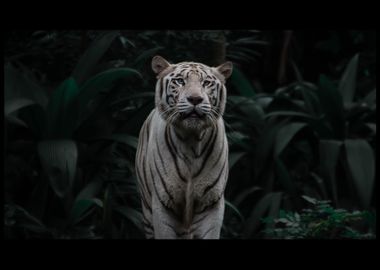 White Tiger