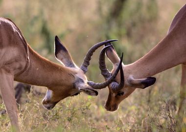 Antelope Animal Cute