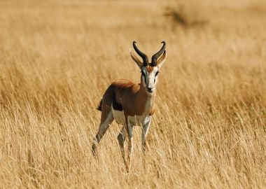 Antelope Animal Cute