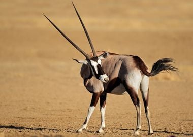 Antelope Animal Cute