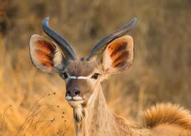 Antelope Animal Cute