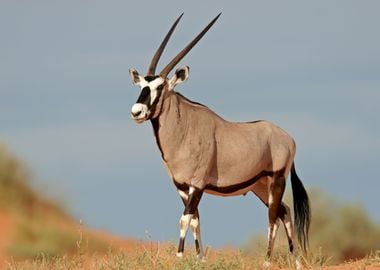 Antelope Animal Cute