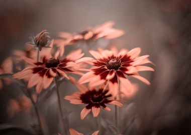 Pink flower, macro, garden