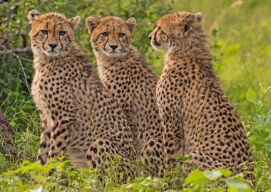 Animals Cheetahs Wild Cats