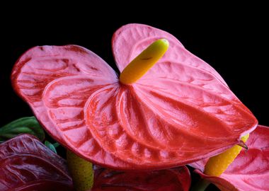 Anthurium