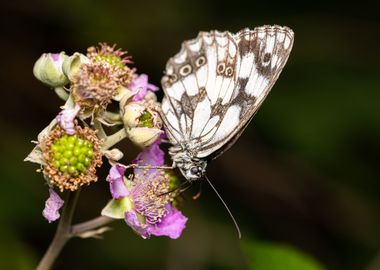 Macro of a butterfly