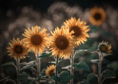 Sunflowers, field, macro