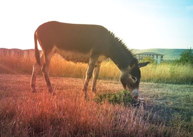 Rainbow donkey pasture